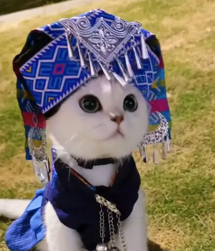 A Cat in traditional Zhuang Attire